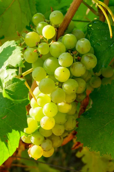 Спелый Белый Виноград Растущий Виноградниках Кампании Юге Италии Используется Изготовления — стоковое фото