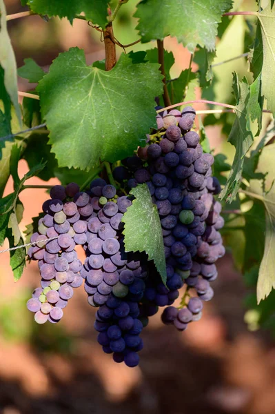 Uvas Vermelhas Maduras Que Crescem Vinhas Campânia Sul Itália Usadas — Fotografia de Stock