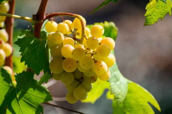 Uvas Brancas Maduras Que Crescem Vinhas Campânia Sul Itália Usadas — Fotografia de Stock