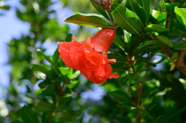 Red flowers of green pomegranate tree in summer — Stock Image Red Flowers Green Pomegranate Tree Summer Stock Image