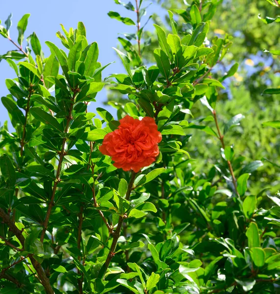 Red flowers of green pomegranate tree in summer — Stock Image Red Flowers Green Pomegranate Tree Summer Stock Image