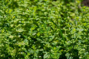 Mutfak ve şifalı bitkilerin botanik koleksiyonu, yeşil limon merhemi veya Melissa Officialis