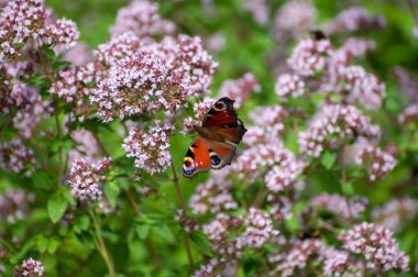 Tıbbi ve yenilebilir bitkilerin botanik koleksiyonu, aromatik kekik çiçeği ya da origanum vulgare mutfak bitkisi.