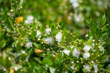 Şifalı bitki ve bitkilerin botanik koleksiyonu, Myrtus komüninin beyaz çiçekleri veya aromaterapi ve tıpta kullanılan gerçek mersin bitkileri.