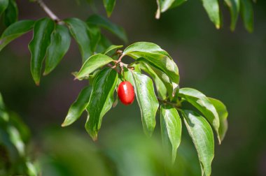 Şifalı bitki ve bitkilerin botanik koleksiyonu, kızılcık ağacı ya da Cornus officinalis ağacı.