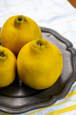 Olgun sarı ayva elmaları grubu, yaklaşın.