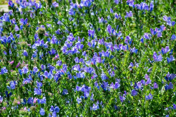 Botaniczny Zbiór Roślin Leczniczych Niebieskiego Kwiatu Echium Vulgare Lub Roślin — Zdjęcie stockowe