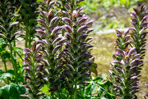 装飾的な庭の植物やハーブ アカントス モリス またはクマのブリーチ シードックやカキの植物の植物コレクション — ストック写真