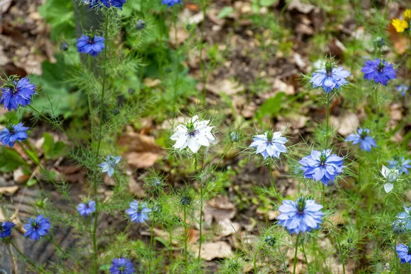 Botanische Sammlung Von Heilpflanzen Und Kräutern Blaue Blüten Der Nigella — Stockfoto