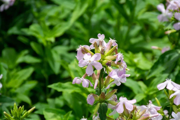 Yararlı Bitkilerin Botanik Koleksiyonu Yazları Filizlenen Saponaria Çiçeği Veya Sabun — Stok fotoğraf