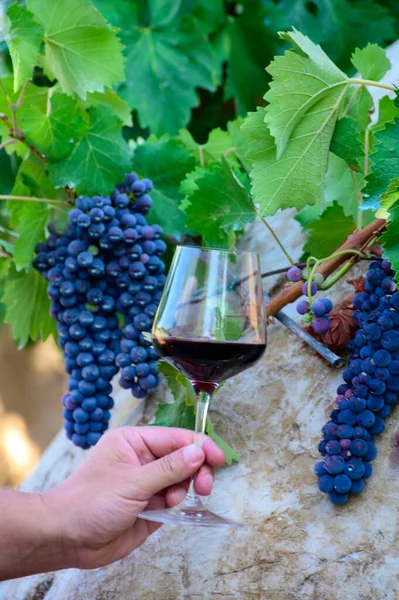 Professionell Vinprovning Vingård Glas Med Torrt Rött Vin Och Mogen — Stockfoto