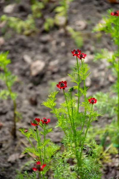 Coleção Botânica Plantas Ervas Flores Vermelhas Adonis Vernalis Verão — Fotografia de Stock