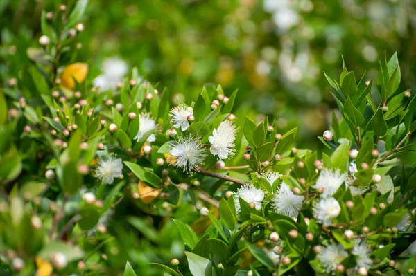 Colección Botánica Plantas Medicinales Hierbas Flores Blancas Myrtus Communis Verdadera — Foto de Stock