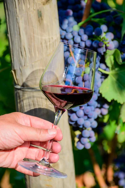 夏にイタリアのラツィオ州のブドウ畑で乾燥した赤ワインと熟したブドウとワイナリー ガラス上のプロのワインの試飲 — ストック写真