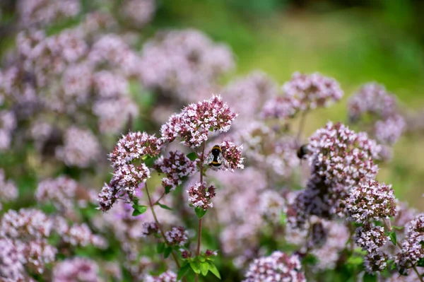 Botanical collection of medicinal and edible plants, blossom of aromatic oregano or origanum vulgare kitchen herb