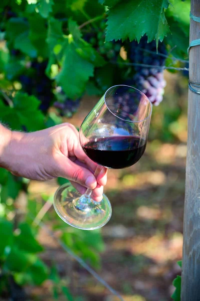 Professional wine tasting on winery, glass with dry red wine and ripe grapevine on vineyards in Lazio, Italy in summer