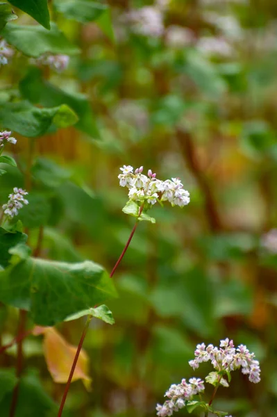 Colección Botánica Plantas Hierbas Comestibles Alforfón Fagopirón Esculentum Alforfón Común — Foto de Stock