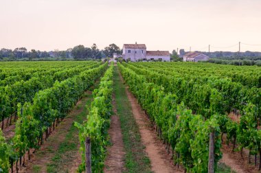 İtalya 'nın güneyindeki Campania' da üzüm bağlarında yeşil üzüm bitkileri olan sıralar.