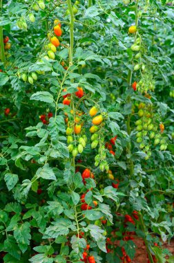 Lazio, İtalya 'da plastik seralarda organik kiraz domatesleri yetiştiriliyor.