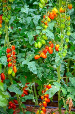 Lazio, İtalya 'da plastik seralarda organik kiraz domatesleri yetiştiriliyor.