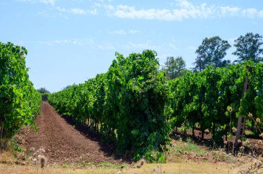Castelli Romani, Lazio, İtalya 'daki üzüm bağlarında yeşil üzüm bitkileriyle dolu sıralar