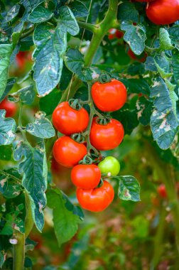 Lazio, İtalya 'da plastik seralarda taze olgun kırmızı organik domateslerin yetiştirilmesi