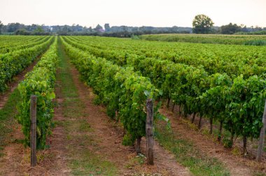 Rows with green grape plants on vineyards in Campania, South of Italy clipart