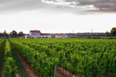 İtalya 'nın güneyindeki Campania' da üzüm bağlarında yeşil üzüm bitkileri olan sıralar.