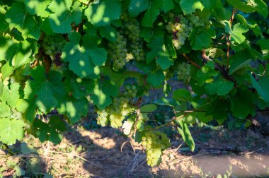 Jura Fransız bölgesinin tepelerinde bulunan yeşil üzüm bağları, hasat etmeye hazır beyaz yabani üzümler ve beyaz ve özel Jaune şarabı, yakın çekim