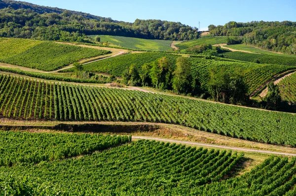 Zielone Winnice Położone Wzgórzach Regionu Francuskiego Jury Gotowe Zbioru Produkcji — Zdjęcie stockowe