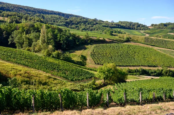 Fransa 'nın Jura bölgesindeki tepelerde bulunan yeşil üzüm bağları hasat ve hasat için hazır, kırmızı, beyaz ve özel Jaune şarabı, geç güneş ışığı