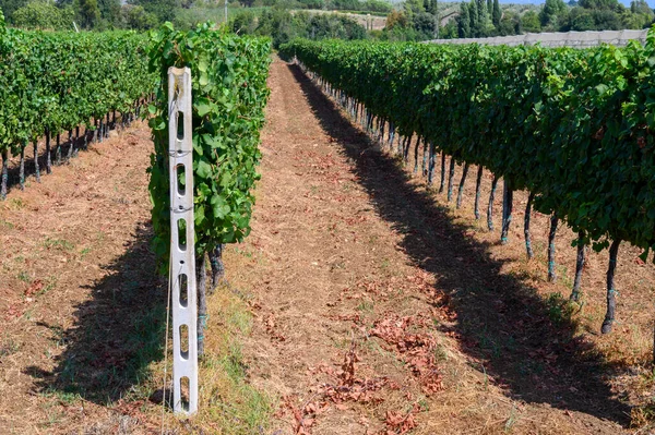 Ряди Зелених Виноградних Рослин Виноградниках Кастеллі Романі Лаціо Італія — стокове фото