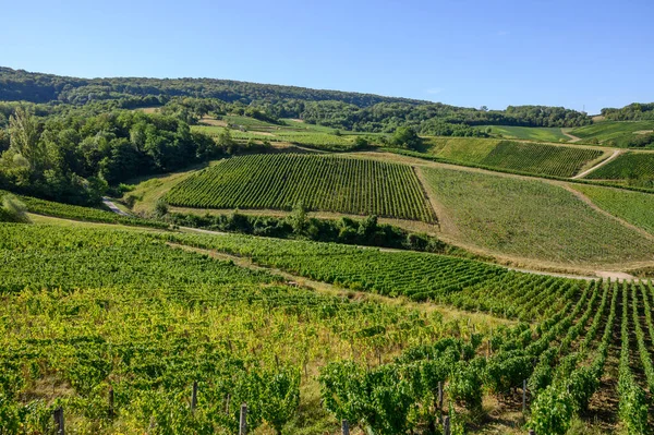 Fransa 'nın Jura bölgesindeki tepelerde bulunan yeşil üzüm bağları hasat ve hasat için hazır, kırmızı, beyaz ve özel Jaune şarabı, geç güneş ışığı