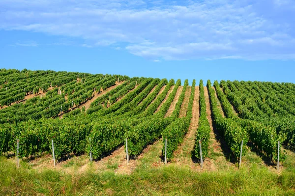 Fransa 'nın Jura bölgesindeki tepelerde bulunan yeşil üzüm bağları hasat ve hasat için hazır, kırmızı, beyaz ve özel Jaune şarabı, geç güneş ışığı