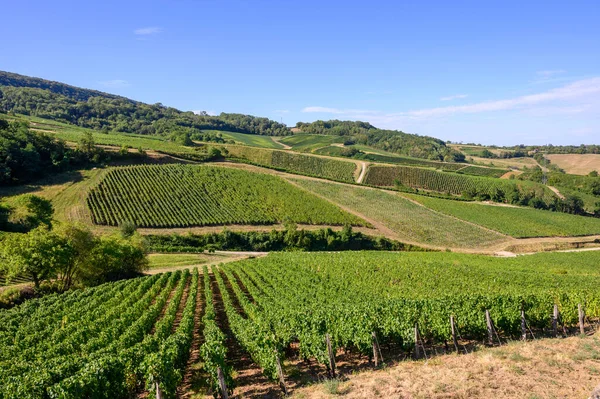 Groene Wijngaarden Gelegen Heuvels Van Jura Franse Regio Klaar Oogsten — Stockfoto