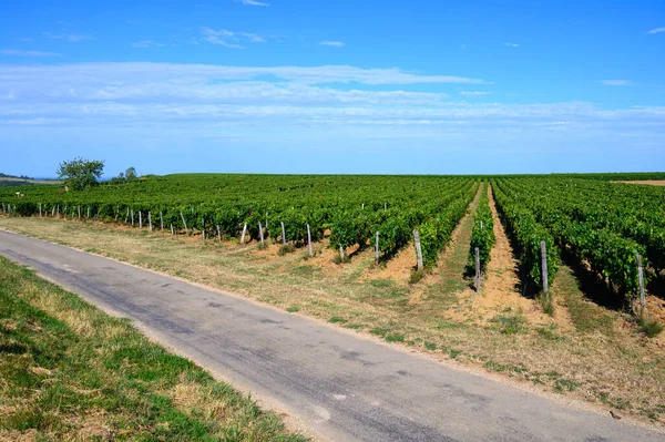 Vigneti Verdi Situati Sulle Colline Del Giura Regione Francese Pronto — Foto Stock