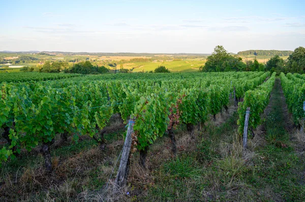 Vigneti Verdi Situati Sulle Colline Del Giura Regione Francese Pronto — Foto Stock