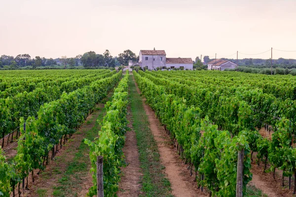İtalya 'nın güneyindeki Campania' da üzüm bağlarında yeşil üzüm bitkileri olan sıralar.