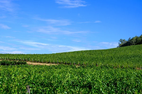 Green Vineyards Located Hills Jura French Region Ready Harvest Making — Stock Photo, Image