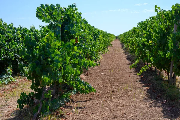 Filas Con Plantas Uva Verde Viñedos Castelli Romani Lazio Italia —  Fotos de Stock