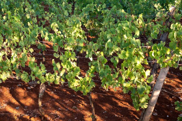 Fileiras Com Plantas Uva Vinhas Que Crescem Solo Vermelho Lácio — Fotografia de Stock