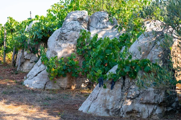 Rangées Vignes Sur Des Vignobles Poussant Sur Sol Rouge Latium — Photo