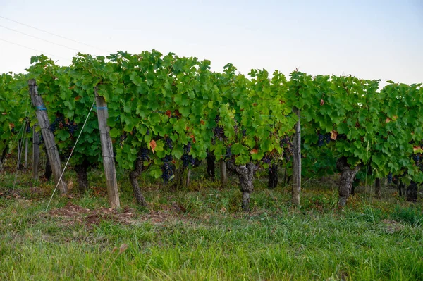 Green Vineyards Located Hills Jura French Region Ready Harvest Making — Stock Photo, Image