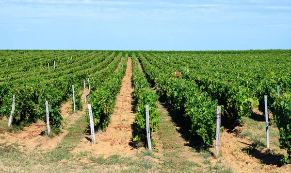 Green Vineyards Located Hills Jura French Region Ready Harvest Making — Stock Photo, Image