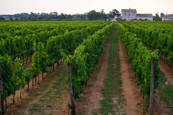 İtalya 'nın güneyindeki Campania' da üzüm bağlarında yeşil üzüm bitkileri olan sıralar.