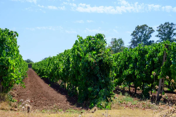 Castelli Romani, Lazio, İtalya 'daki üzüm bağlarında yeşil üzüm bitkileriyle dolu sıralar