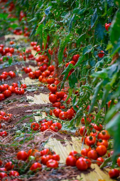 Cultivo Tomates Ecológicos Rojos Maduros Frescos Invernaderos Plástico Lazio Italia —  Fotos de Stock