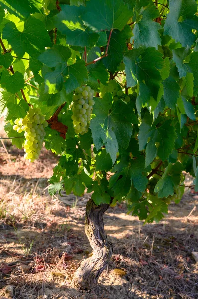 Gröna Vingårdar Ligger Kullar Jura Franska Regionen Vita Savagnin Druvor — Stockfoto