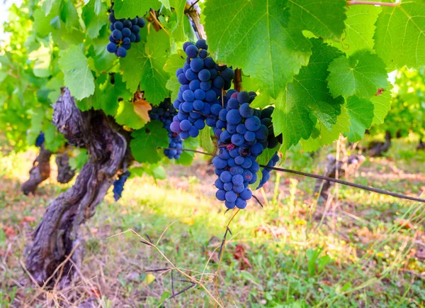 Vignobles Verts Situés Sur Les Collines Jura Français Pinot Rouge — Photo