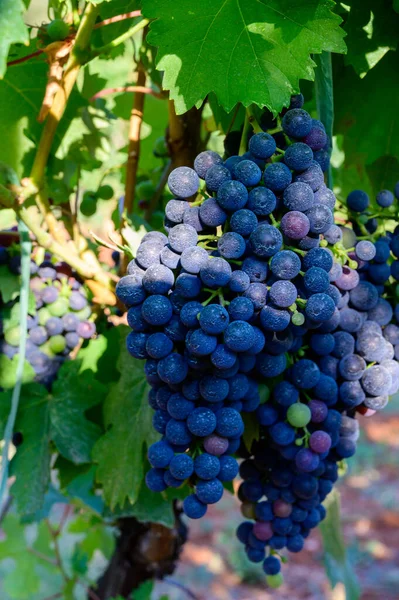イタリア南部のカンパニアのブドウ畑で栽培されている熟した赤いブドウは 赤ワインを閉じるために使用されます — ストック写真